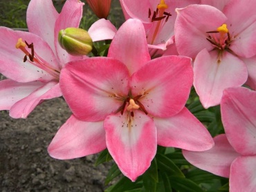 Фото 2