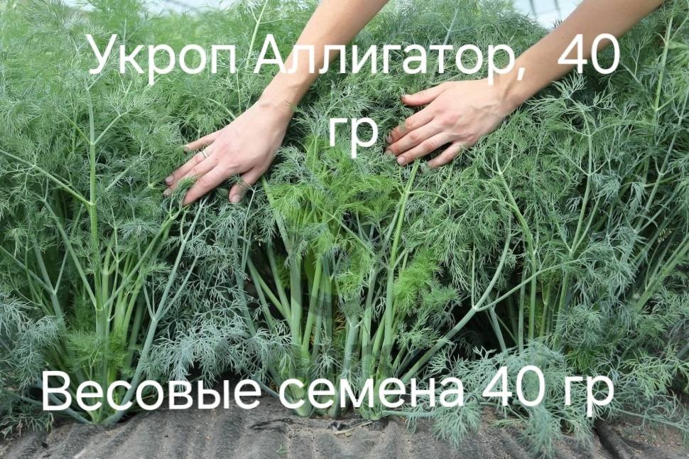 Укроп Аллигатор, весовые семена 40гр