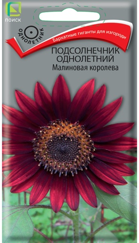 Поиск подсолнечник Малиновая королева