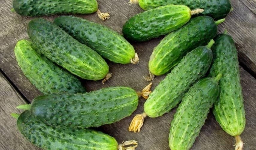 Огурец Коллекционные семена Огурца Матрёшка