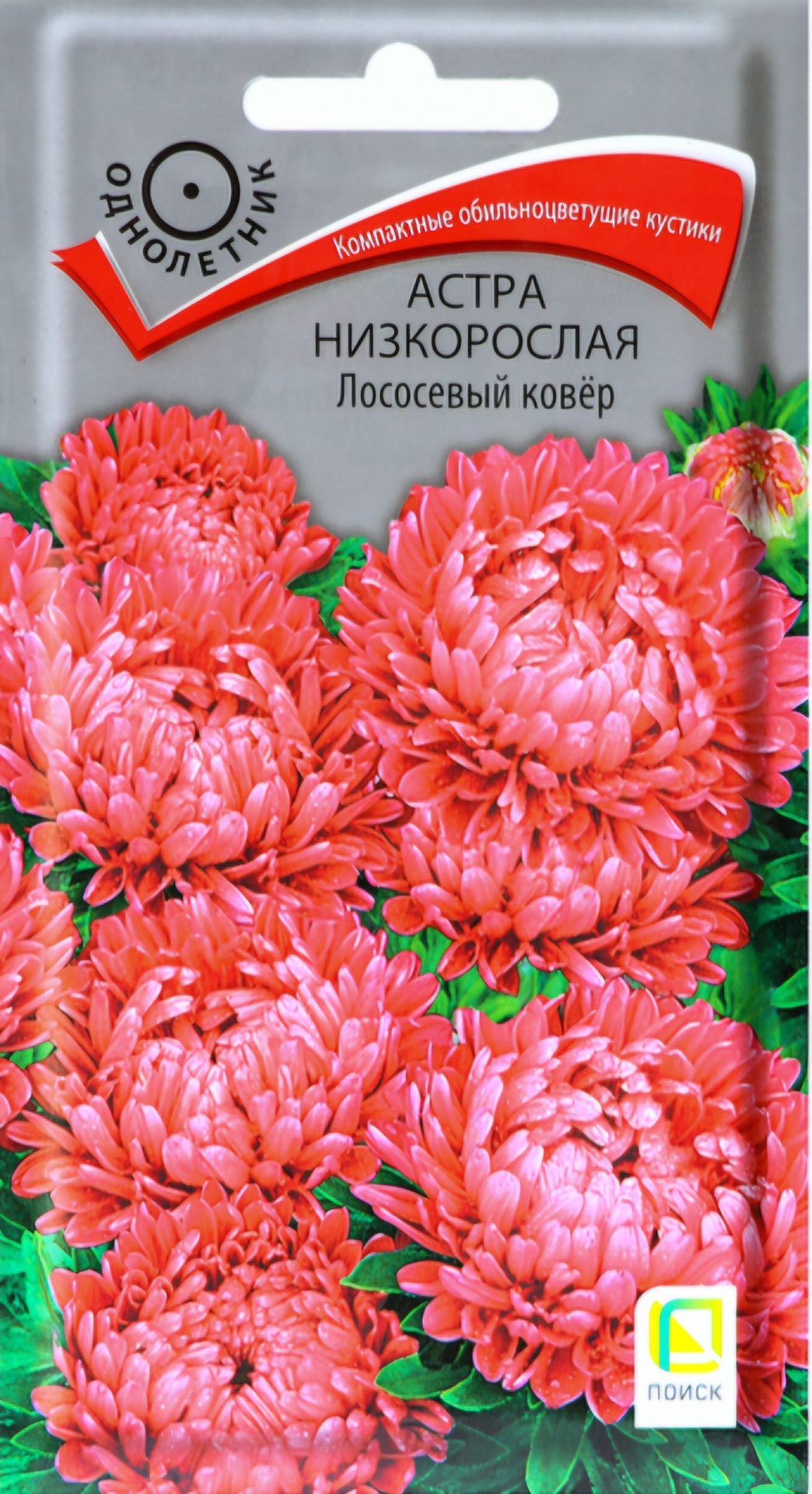 Поиск астра ЛОСОСЕВЫЙ КОВЁР низкорослая