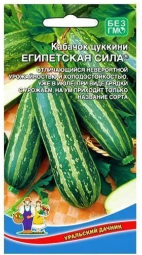 Уральский дачник кабачок Египетская сила