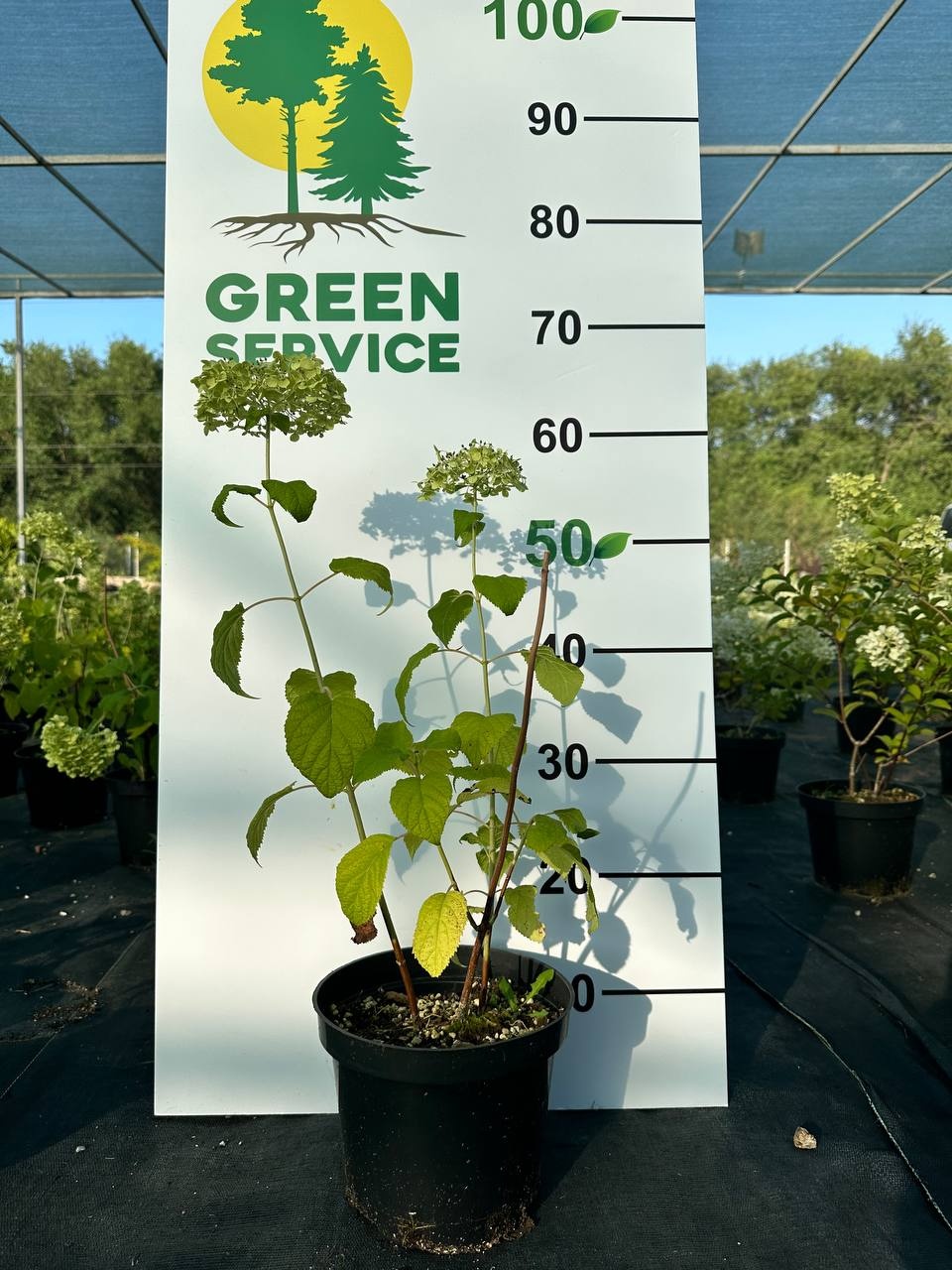Green Service гортензия Annabelle