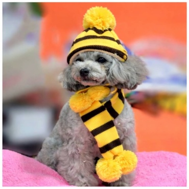 PET комплект НЖ желтый M