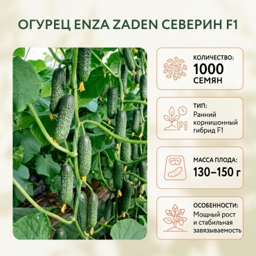Enza Zaden Огурец Северин F1 1000 семян