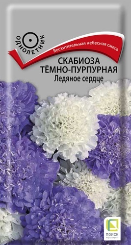 Поиск скабиоза тёмно-пурпурная Ледяное сердце