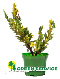 Саженец Green Service можжевельник Golden Flame, пестрый