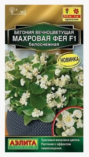Аэлита бегония Махровая фея Белоснежная