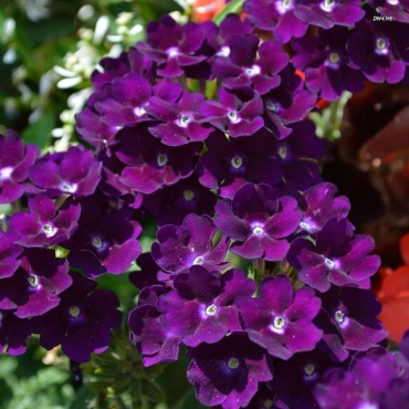 Фото 2