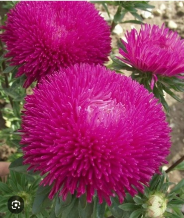 Satimex астра Baloon Rose ( Балун Роуз)