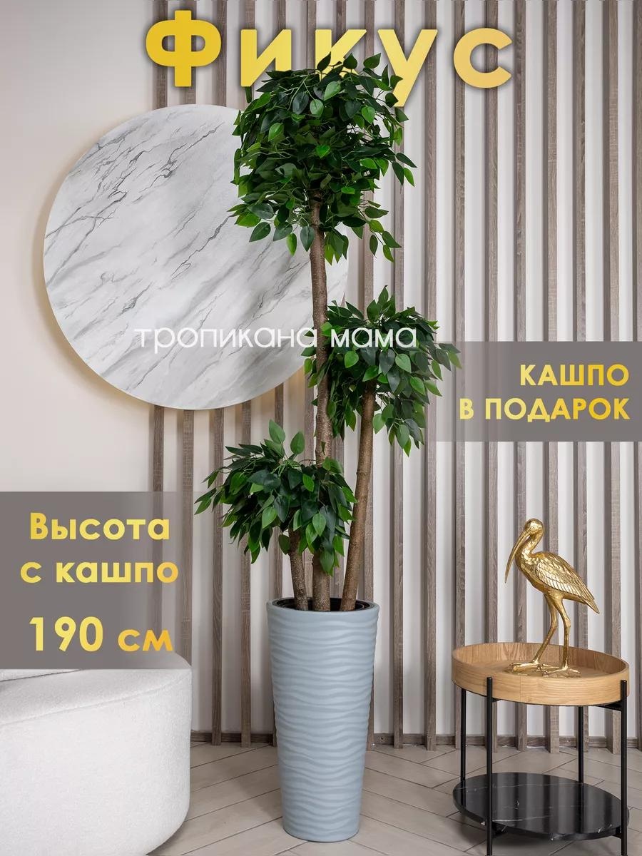 Азалия 190 см, Тропикана мама
