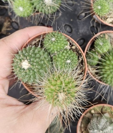 Растение настольное: кактус, маммиллярия Green Heaven Маммиллярия спиносисима многолетнее 7 см