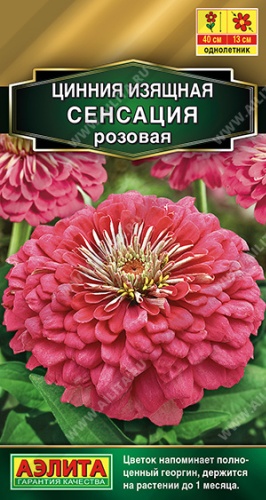 Аэлита цинния сенсация