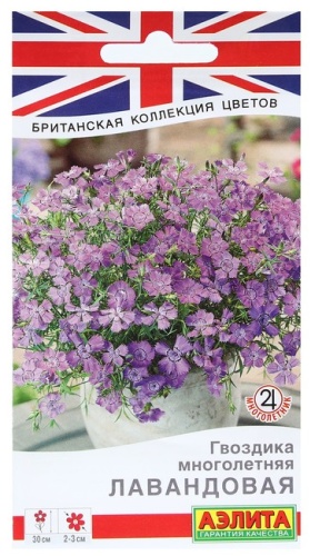 Аэлита гвоздика лавандовая