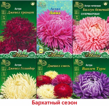 ИНВЕНТ+ астра набор семян Бархатный сезон