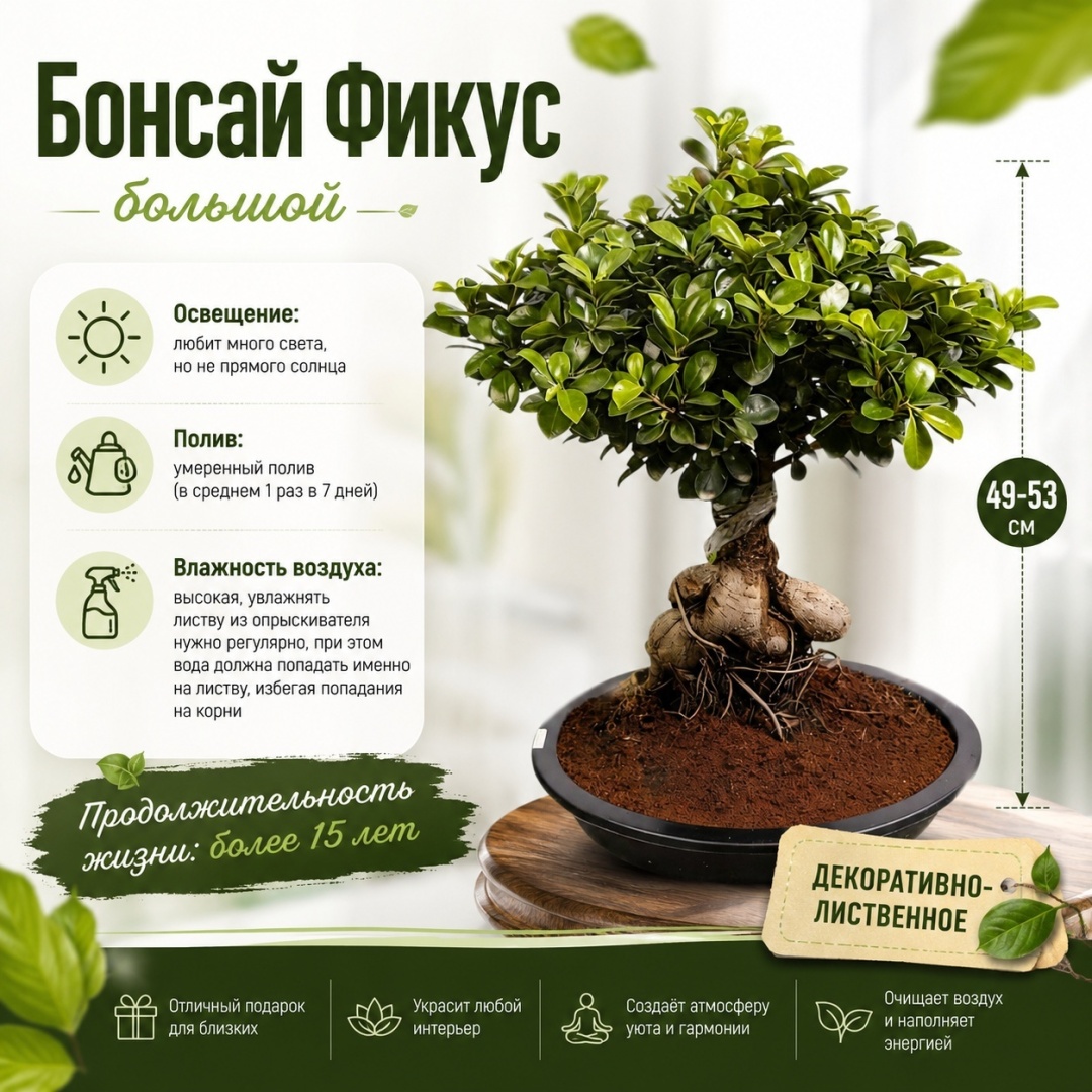 Растение напольное, настольное: бонсай, фикус IVI большой многолетнее 50 см