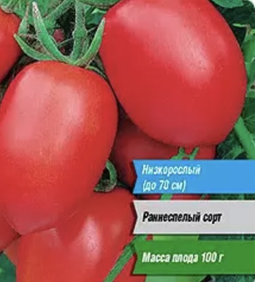 Тимирязевский питомник томат Матадор