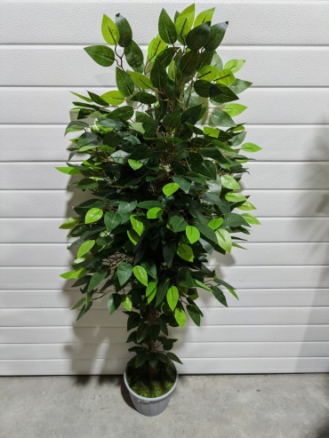 YmaLand фикус Бенджамина 130 см, Кф-130