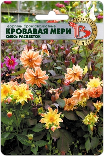 Биотехника георгина бронзоволистные Кровавая Мери (смесь расцветок)