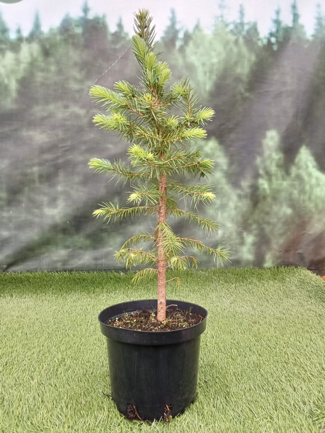 Саженец Ель Glauca Arizona Kaibab, голубой