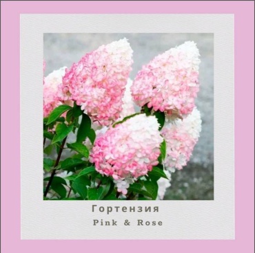 Гортензия Pink & Rose (Саженец)