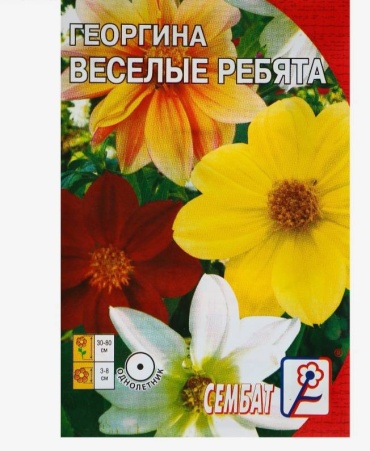 Сембат георгина Веселые ребята