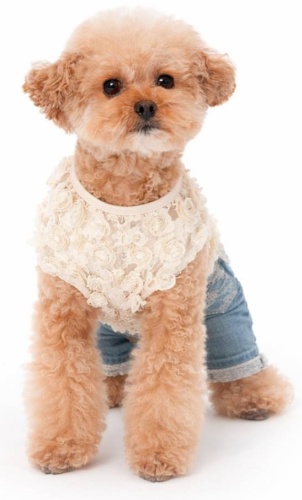Pet Fashion комбинезон 1111 прозрачный L