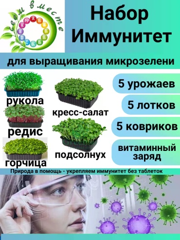 Микрозелень руккола, кресс-салат, редис, горчица