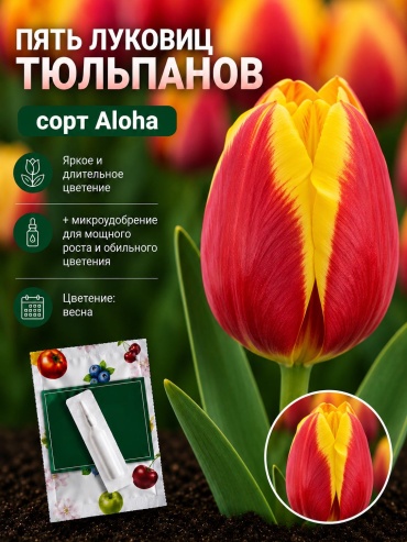 Тюльпан Aloha