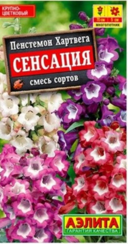 Аэлита пенстемон Сенсация