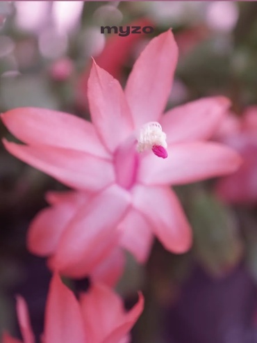 Фото 2