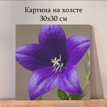 Quantum картина растения и цветы_yni 30x30 см