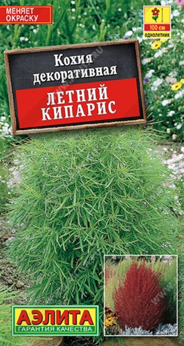 Аэлита кохия Летний Кипарис