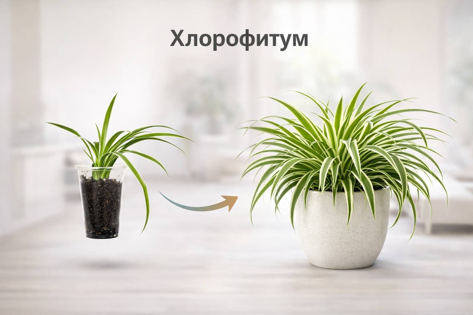 Растение настольное: хлорофитум Almaexpress Хлорофитум природный очиститель воздуха (подрощенный саженец)/ многолетнее 20 см
