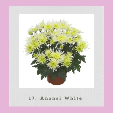 Хризантема Anansi White (Черенок для посадки)