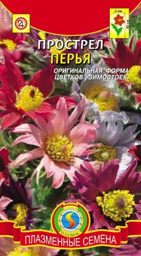 Плазменные Семена прострел Прострел Перья смесь