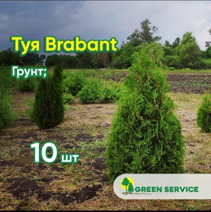 Саженец Green Service туя Brabant, зеленый