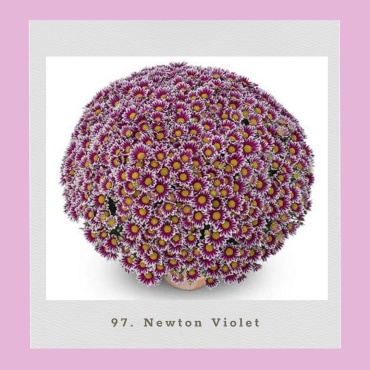 Хризантема Newton Violet (Черенок для посадки)
