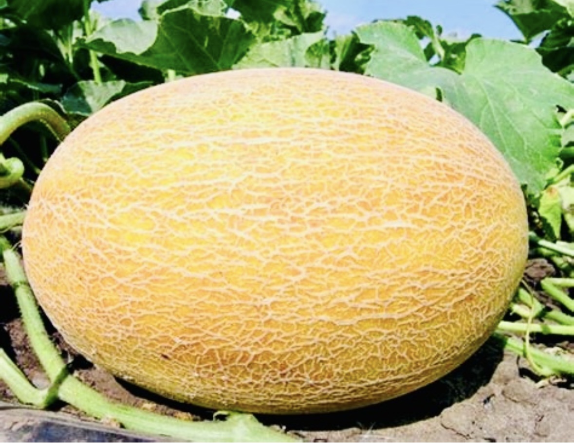 Global Vegetable дыня Honey F1