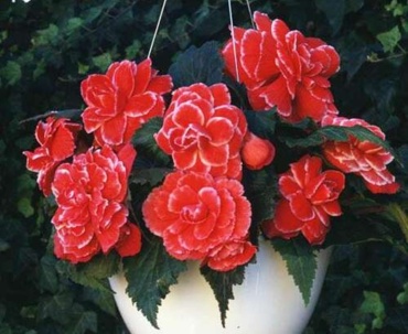 Бегония Amerigibrid Picotee Lace Red