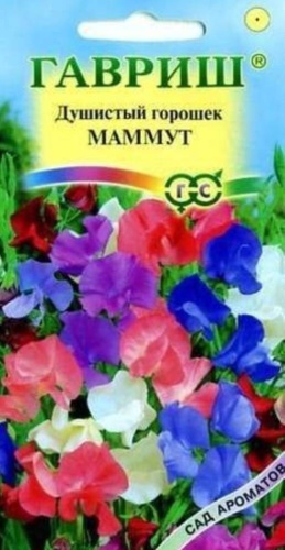 Гавриш душистый горошек Маммут