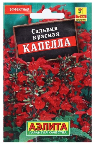 Аэлита сальвия Капелла