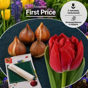 Тюльпан First Price