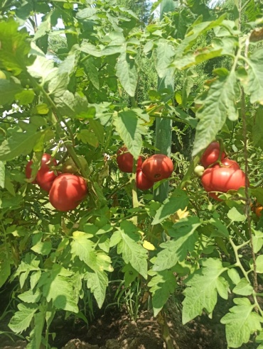 Томат Розовый