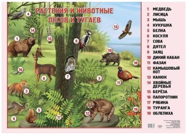 Плакат Животные и растения, A2, глянцевая бумага