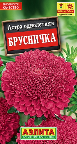 Аэлита астра Брусничка