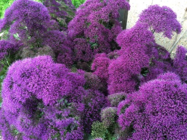 Григорьев трахелиум Трахелиум Lake Forest Purple