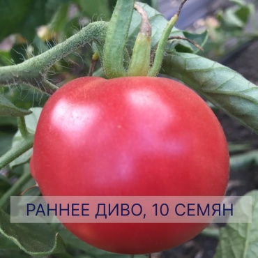 Томат Ранее диво