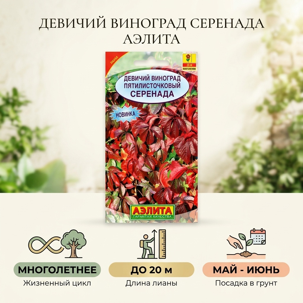 Аэлита виноград Девичий пятилисточковый Серенада