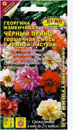 Euro Extra георгина Черный принц